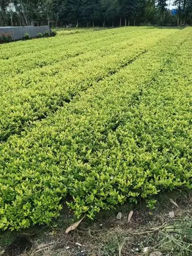 高速公路绿化工程劳务费怎么算