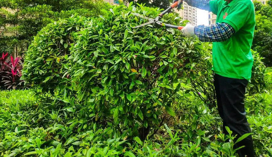 森雅园林绿化工程怎么样